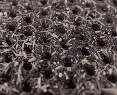 paperpot-seeding