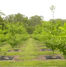 Tree and Pot Gunnel