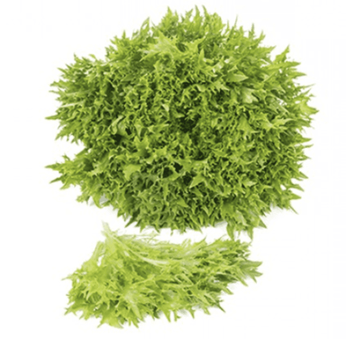 excipio-rz-primed-green-incised-leaf-frisee-seed