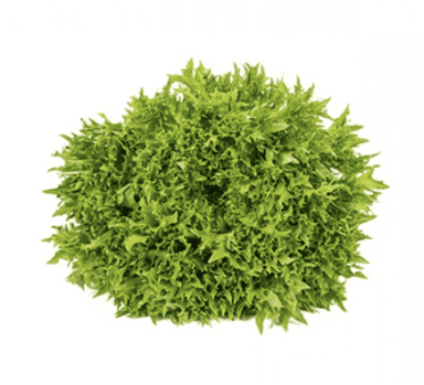excipio-rz-primed-green-incised-leaf-frisee-seed