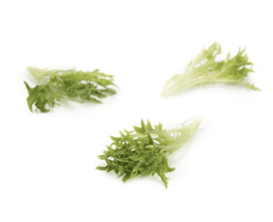 excipio-rz-primed-green-incised-leaf-frisee-seed