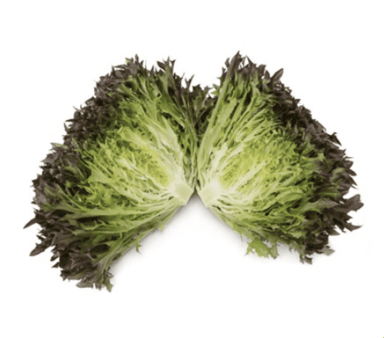 tralex-rz-primed-dark-red-frisee-seed