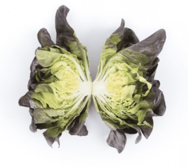 davinci-rz-primed-multi-leaf-red-butterhead-seed