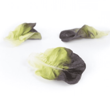 davinci-rz-primed-multi-leaf-red-butterhead-seed