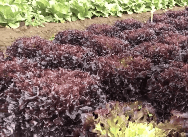 yves-rz-primed-red-oakleaf-seed