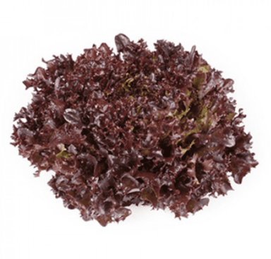 yves-rz-primed-red-oakleaf-seed