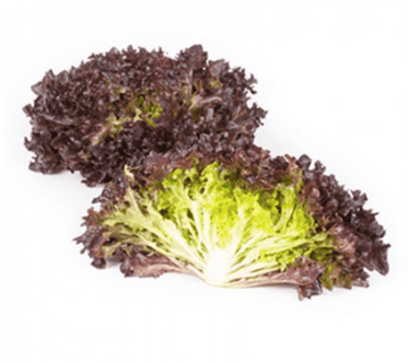 yves-rz-primed-red-oakleaf-seed