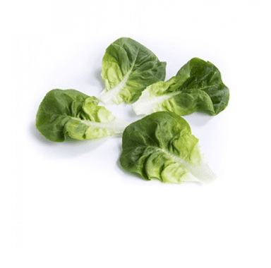 gibbard-rz-primed-multi-leaf-green-butterhead-seed