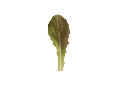 rouge-dhiver-organic-cos-lettuce-seed
