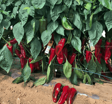 balcanica-rz-f1-sweet-bullhorn-capsicum-seed