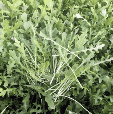bulwinkle-speedy-winter-rocket-seed
