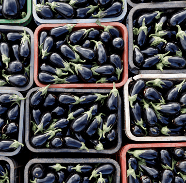 Monarca | F1 Large Eggplant