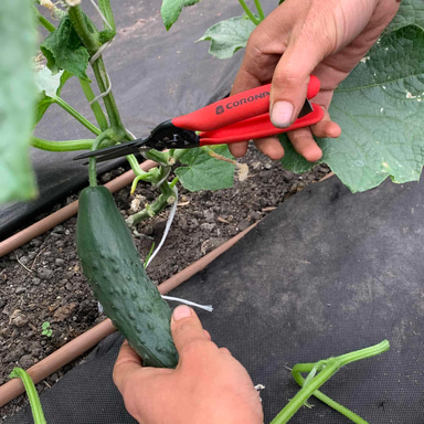 Tomato snips
