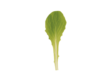 jericho-organic-cos-lettuce-seed