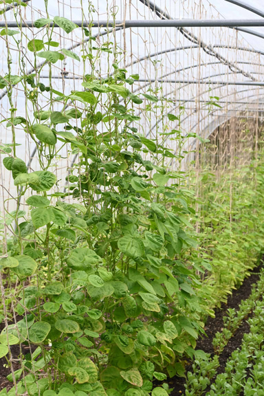 Cross Bracing Trellis Pole Kit