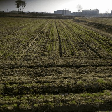JPH-U Barley germination, JPH-U 2017