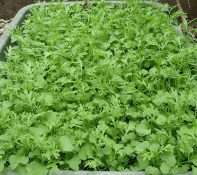 mustard-green-microgreen-seed