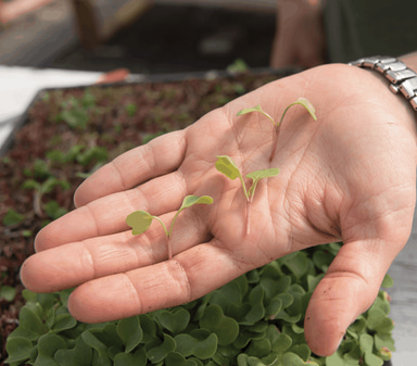 pink-radish-microgreen-seed