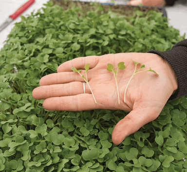 broccoli-microgreen-seed