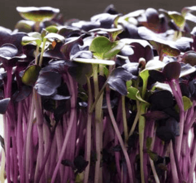 Radish Sango | Microgreen Seed