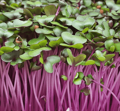 red-cabbage-microgreen-seed
