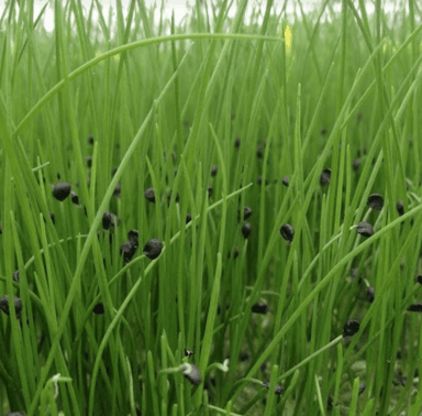 garlic-chives-microgreen-seed