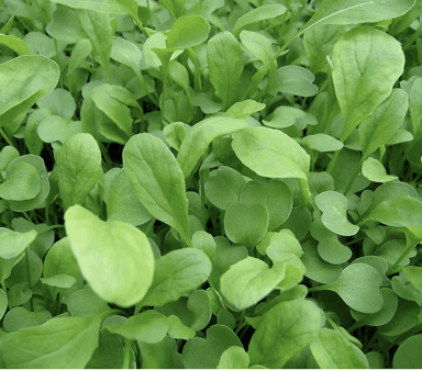 rocket-microgreen-seed