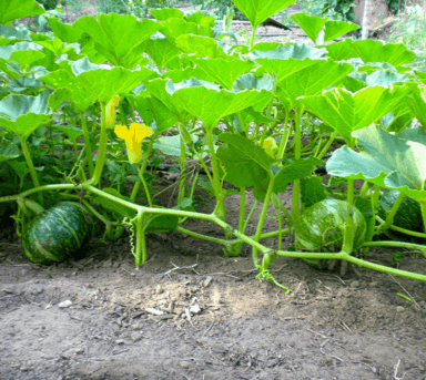 delica-f1-kabocha-squash-seed