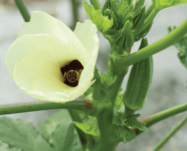 clemsons-spineless-okra-seed