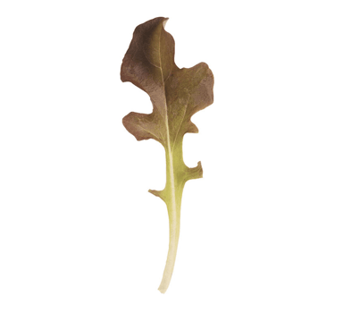 red-saladbowl-organic-oakleaf-lettuce-seed