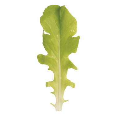 green-saladbowl-organic-oakleaf-lettuce-seed