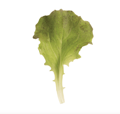 red-sails-organic-lettuce-seed