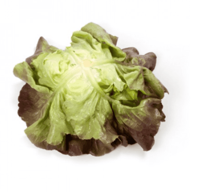 skyphos-rz-primed-mignonette-butterhead-seed