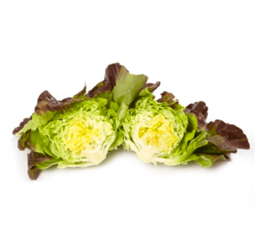 skyphos-rz-primed-mignonette-butterhead-seed