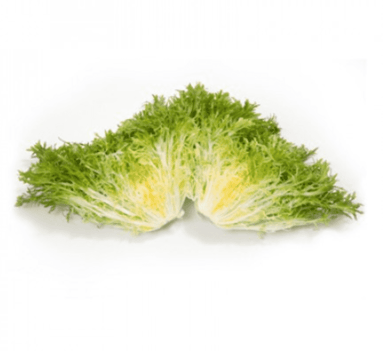 korbi-rz-pelleted-tres-fine-maraiere-endive-seed