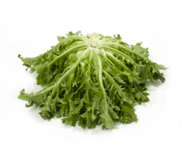 korbi-rz-pelleted-tres-fine-maraiere-endive-seed