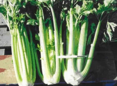green-giant-f1-celery-seed