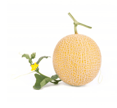 inthanon-rz-f1-gladial-honeydew-melon-seed
