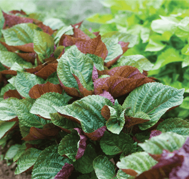 britton-shiso-herb-seed