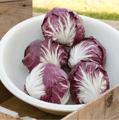 indigo-f1-radicchio-seed