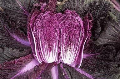 merlot-f1-chinese-cabbage-seed