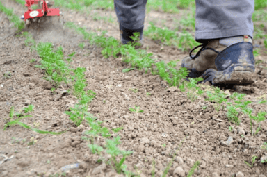 Wheel Weeder | Single
