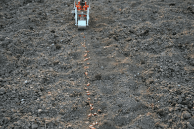 Terrateck Garlic Bulb Planter