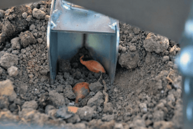 Terrateck Garlic Bulb Planter