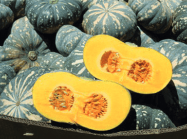 ringer-f1-kent-pumpkin-seed