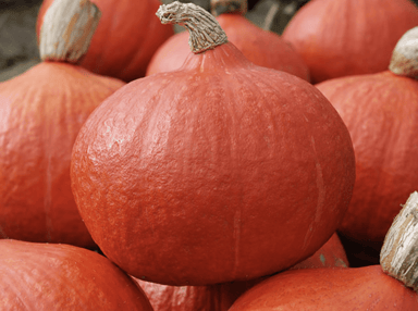 orange-summer-f1-kuri-pumpkin-seed