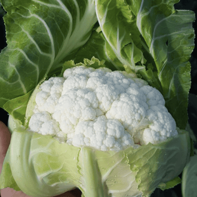 Serenity | F1 Cauliflower seed