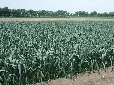 chinook-f1-early-leek-seed