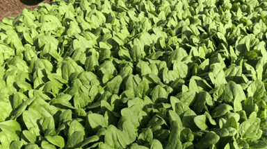 Platypus RZ | F1 Cool Season Savoy Spinach Seed