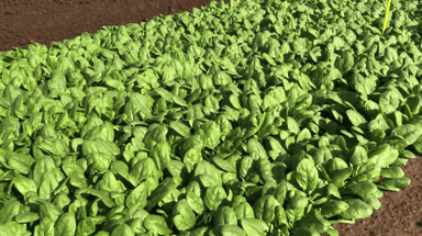 Kolibri RZ | F1 Semi-Savoy Spinach Seed